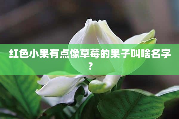 红色小果有点像草莓的果子叫啥名字？