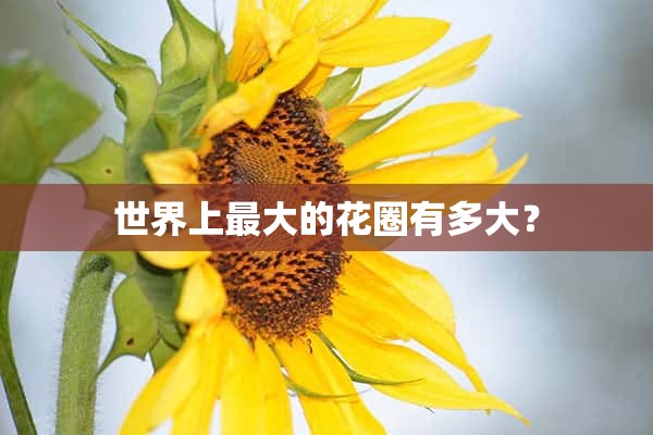 世界上最大的花圈有多大？