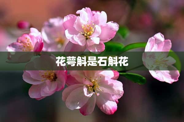 花萼斛是石斛花