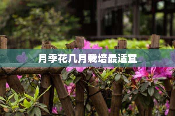 月季花几月栽培最适宜