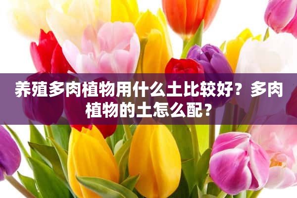 养殖多肉植物用什么土比较好？多肉植物的土怎么配？