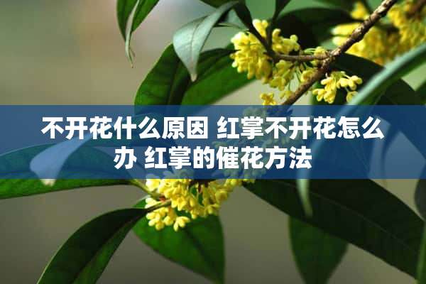 不开花什么原因 红掌不开花怎么办 红掌的催花方法