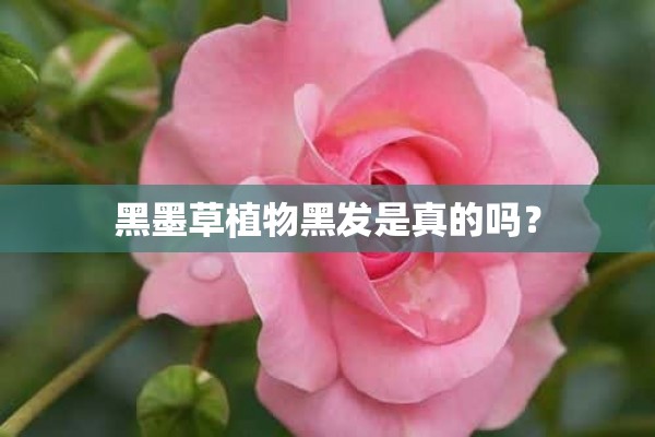 黑墨草植物黑发是真的吗？