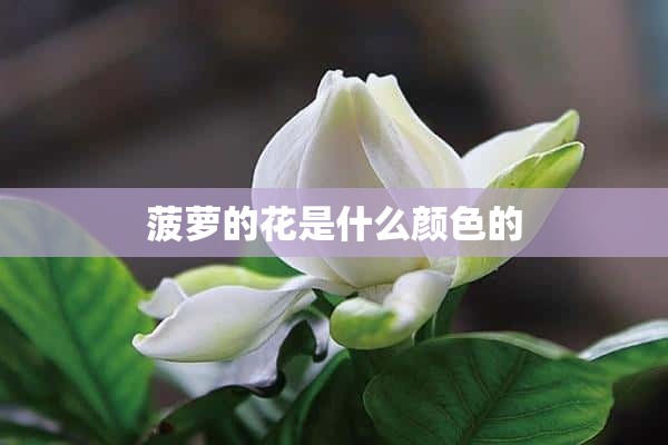 菠萝的花是什么颜色的