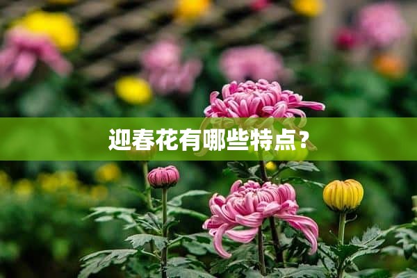 迎春花有哪些特点？