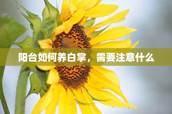 阳台如何养白掌，需要注意什么