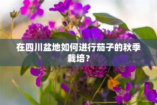 在四川盆地如何进行茄子的秋季栽培？