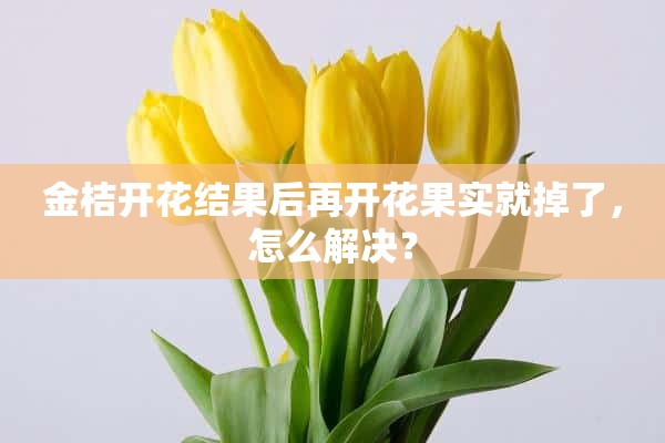 金桔开花结果后再开花果实就掉了，怎么解决？