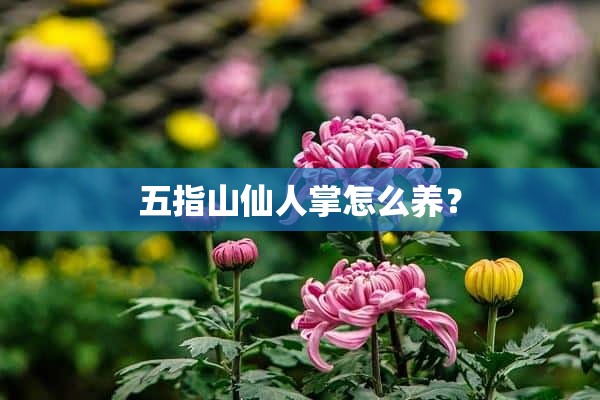 五指山仙人掌怎么养？