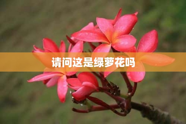 请问这是绿萝花吗