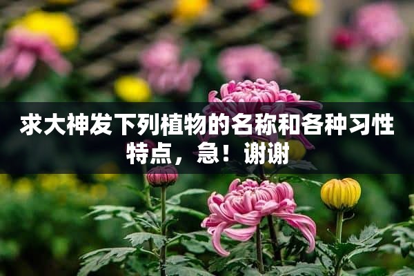 求大神发下列植物的名称和各种习性特点，急！谢谢