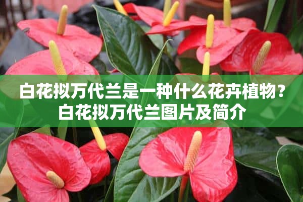 白花拟万代兰是一种什么花卉植物？白花拟万代兰图片及简介