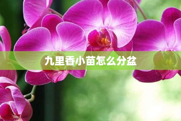 九里香小苗怎么分盆