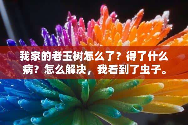 我家的老玉树怎么了？得了什么病？怎么解决，我看到了虫子。