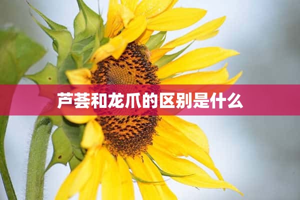 芦荟和龙爪的区别是什么