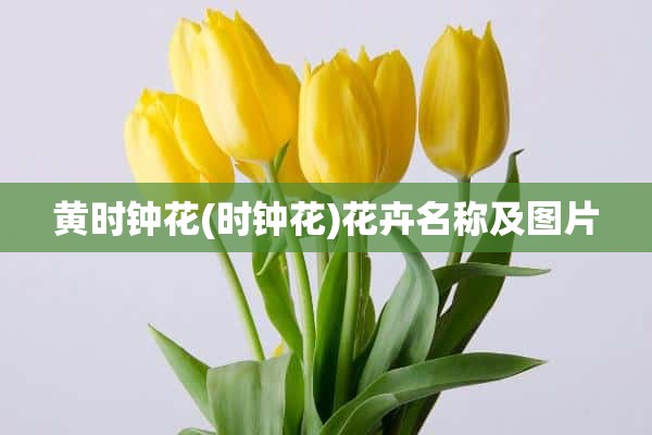 黄时钟花(时钟花)花卉名称及图片