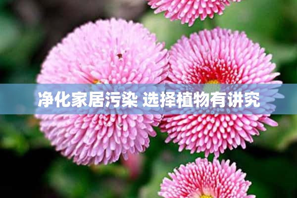 净化家居污染 选择植物有讲究