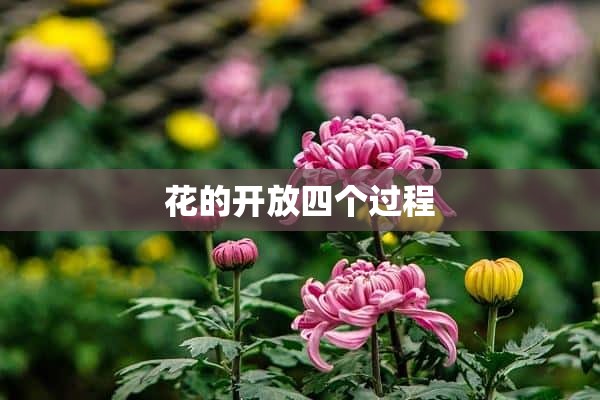 花的开放四个过程