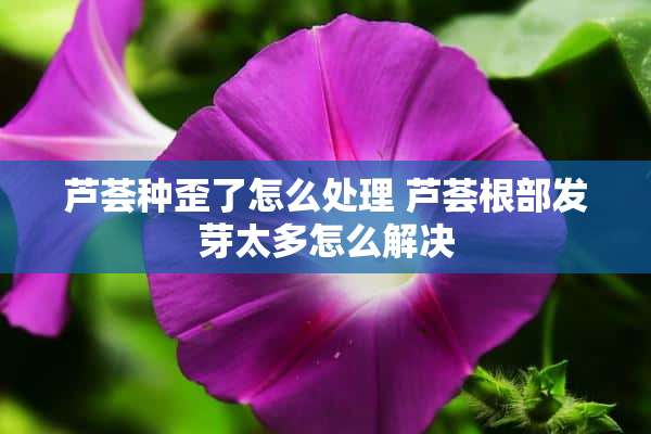 芦荟种歪了怎么处理 芦荟根部发芽太多怎么解决