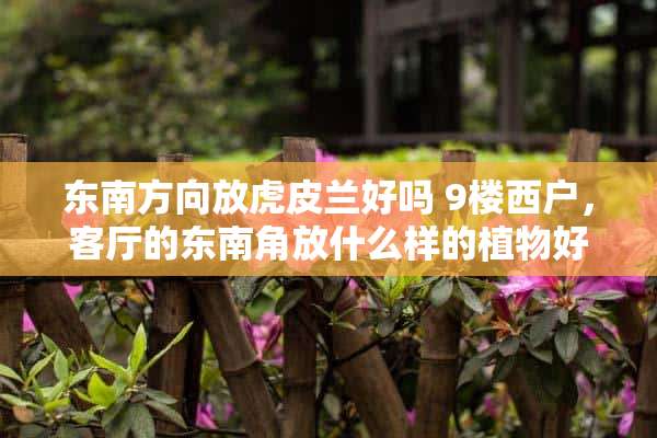 东南方向放虎皮兰好吗 9楼西户，客厅的东南角放什么样的植物好