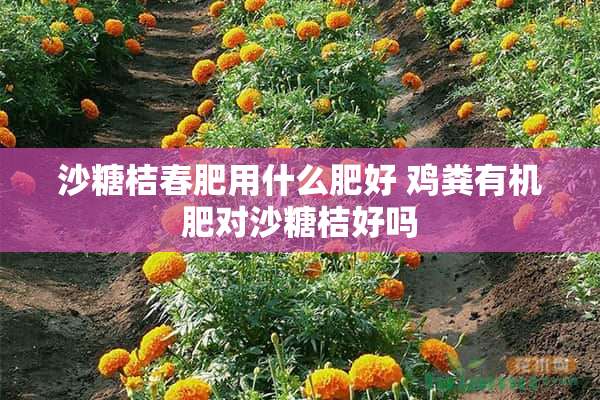 沙糖桔春肥用什么肥好 鸡粪有机肥对沙糖桔好吗