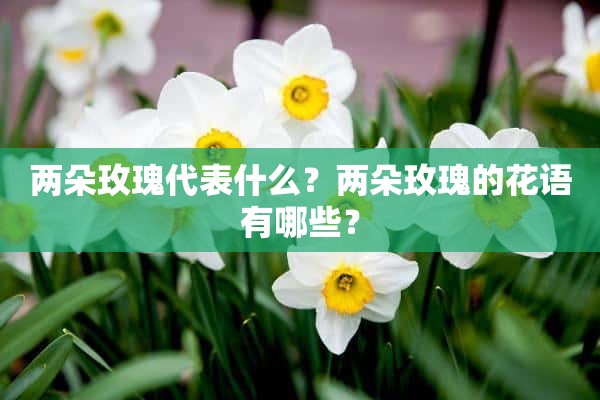 两朵玫瑰代表什么？两朵玫瑰的花语有哪些？