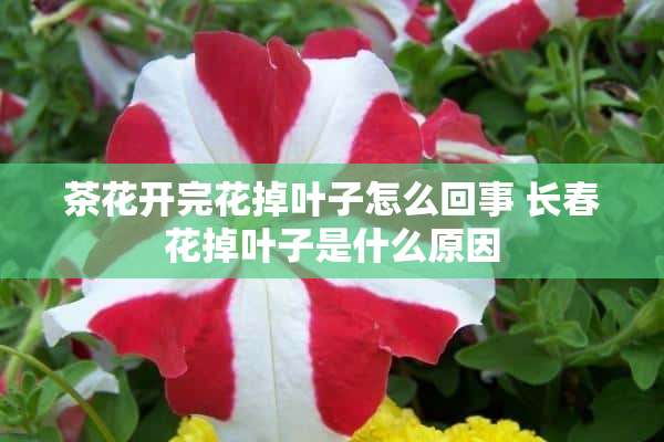 茶花开完花掉叶子怎么回事 长春花掉叶子是什么原因