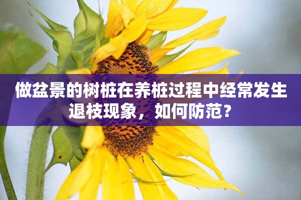 做盆景的树桩在养桩过程中经常发生退枝现象，如何防范？