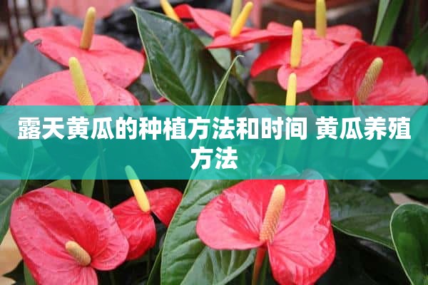 露天黄瓜的种植方法和时间 黄瓜养殖方法