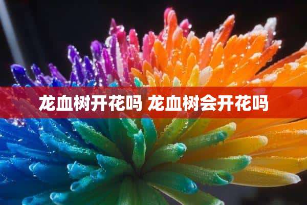 龙血树开花吗 龙血树会开花吗