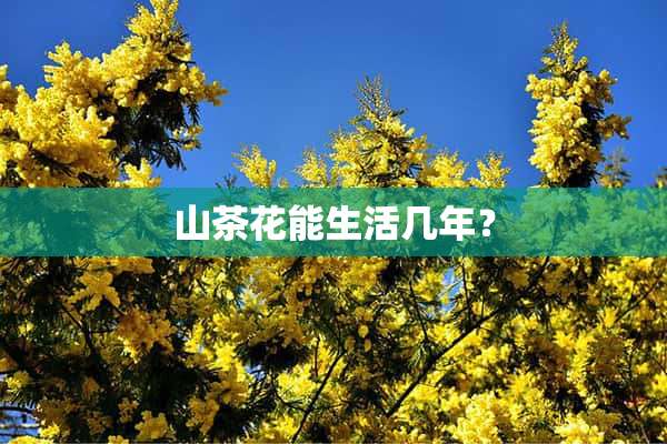 山茶花能生活几年？