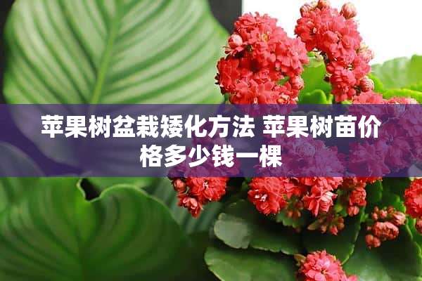 苹果树盆栽矮化方法 苹果树苗价格多少钱一棵