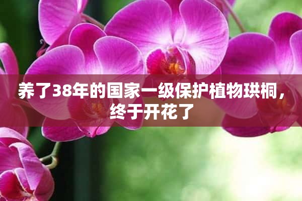 养了38年的国家一级保护植物珙桐，终于开花了