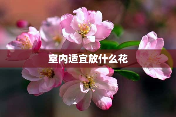 室内适宜放什么花