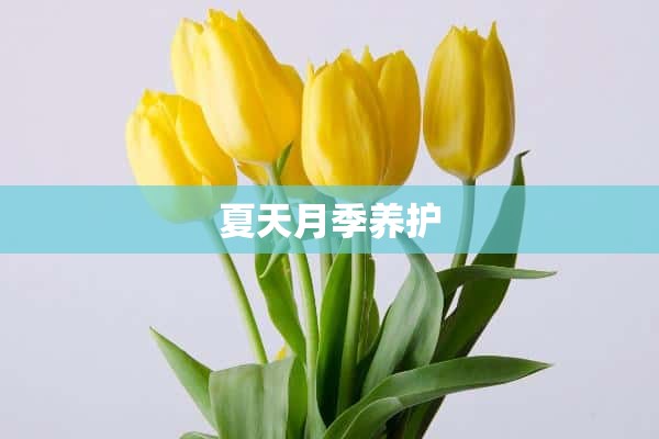 夏天月季养护