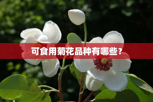 可食用菊花品种有哪些？