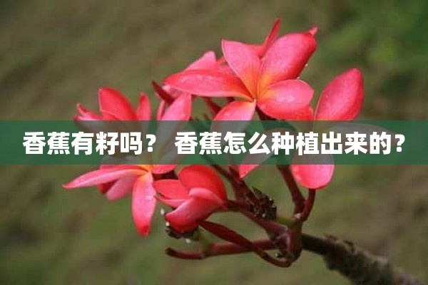 香蕉有籽吗？ 香蕉怎么种植出来的？