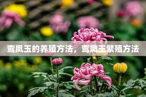 鸾凤玉的养殖方法，鸾凤玉繁殖方法