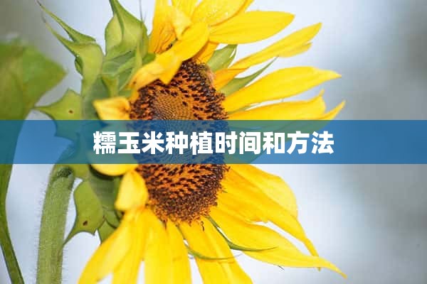 糯玉米种植时间和方法