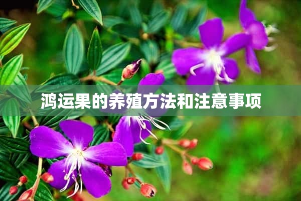 鸿运果的养殖方法和注意事项