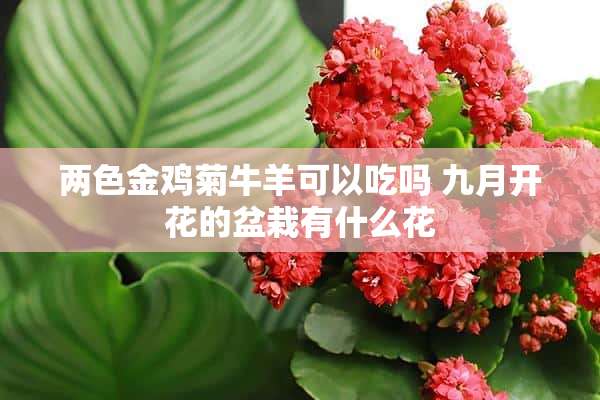 两色金鸡菊牛羊可以吃吗 九月开花的盆栽有什么花