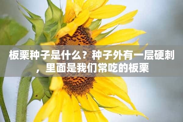 板栗种子是什么？种子外有一层硬刺，里面是我们常吃的板栗