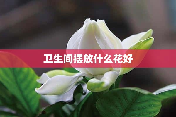 卫生间摆放什么花好