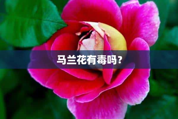 马兰花有毒吗？