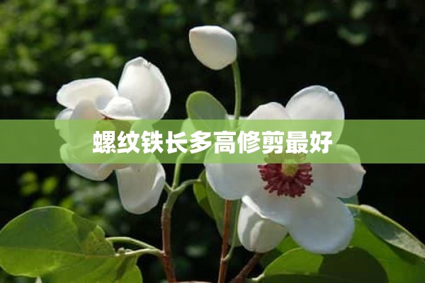 螺纹铁长多高修剪最好