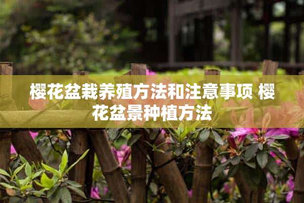 樱花盆栽养殖方法和注意事项 樱花盆景种植方法