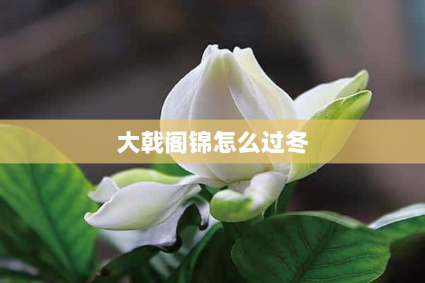 大戟阁锦怎么过冬