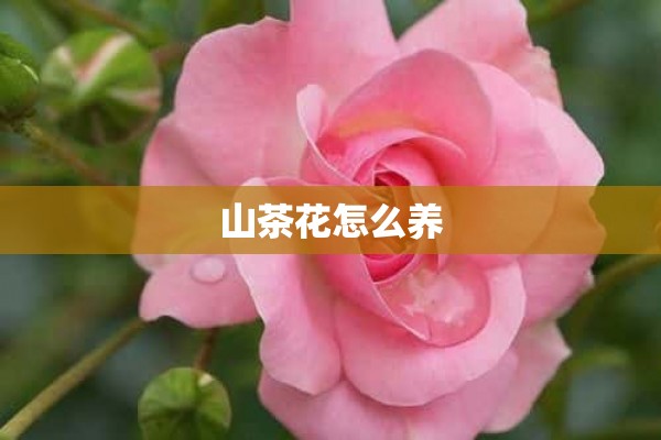 山茶花怎么养