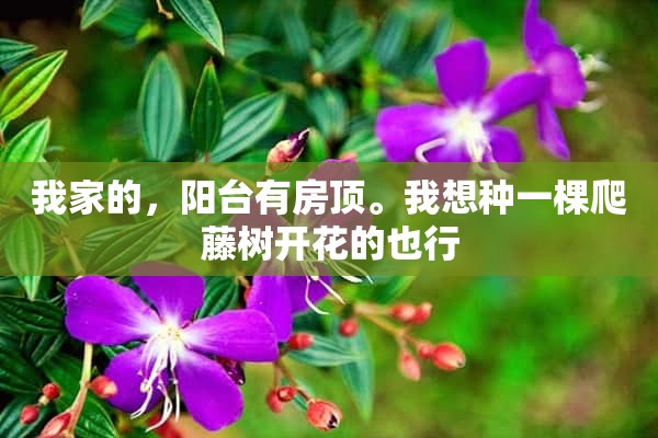 我家的，阳台有房顶。我想种一棵爬藤树开花的也行