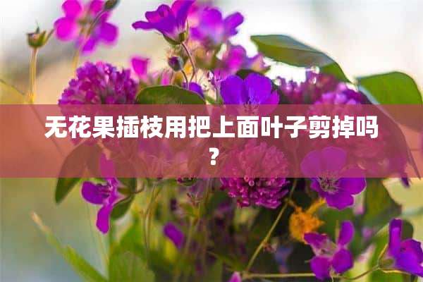 无花果插枝用把上面叶子剪掉吗？